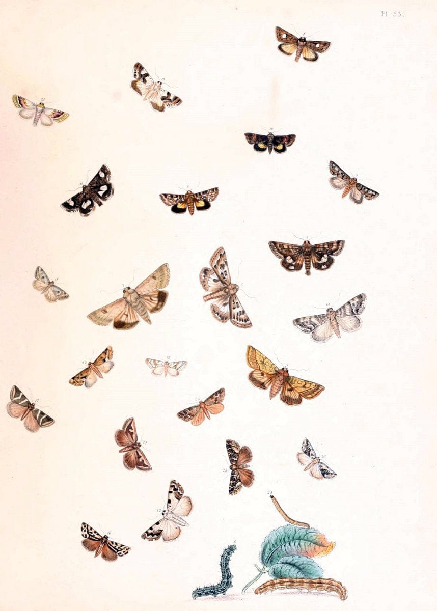 British moths and their transformations. London :W. Smith,1843-45.  | "Great Britain" Moths "University of Illinois Urbana Champaign" | Vintage Print Reproduction 464446