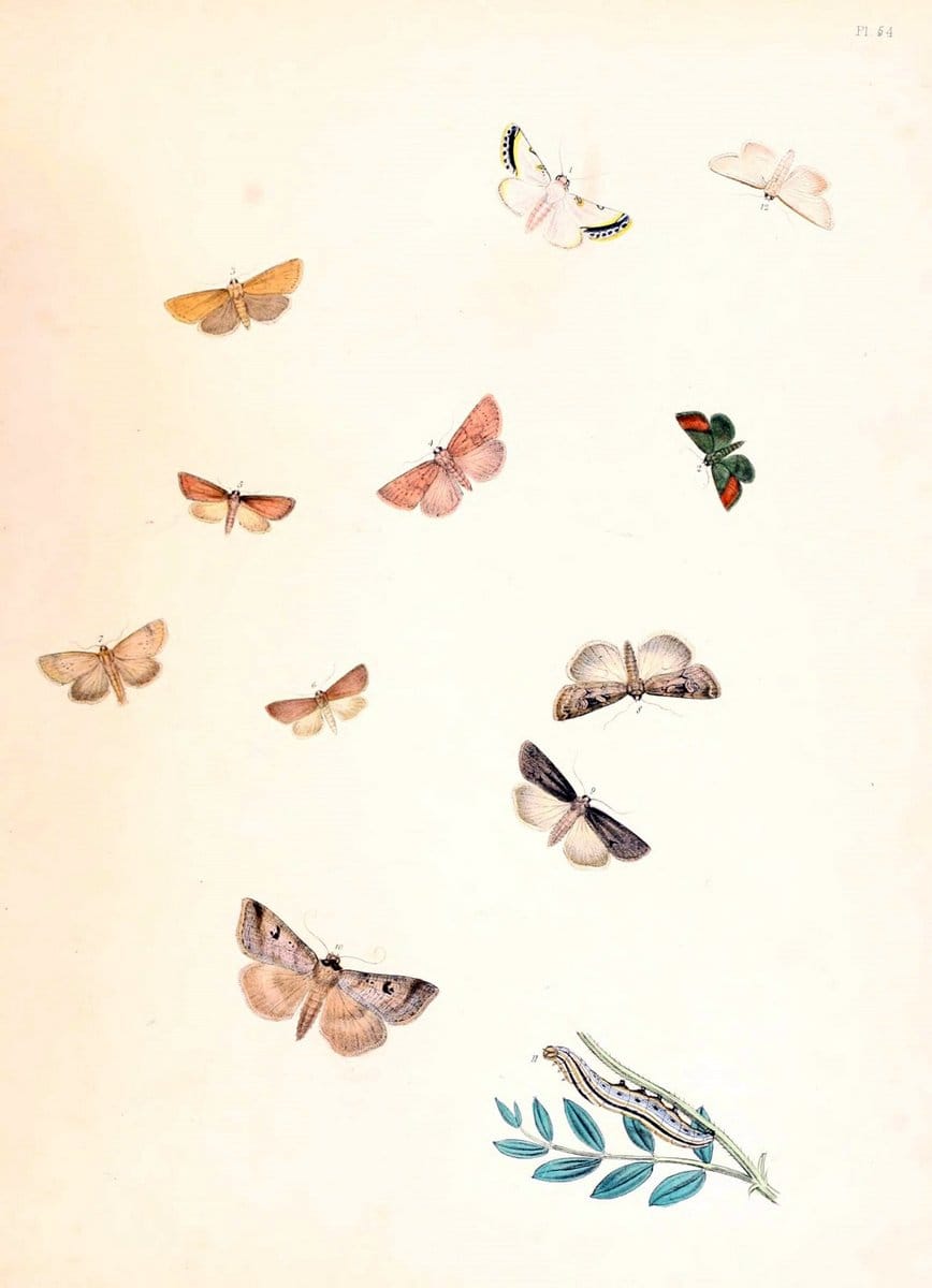 British moths and their transformations. London :W. Smith,1843-45.  | "Great Britain" Moths "University of Illinois Urbana Champaign" | Vintage Print Reproduction 464447