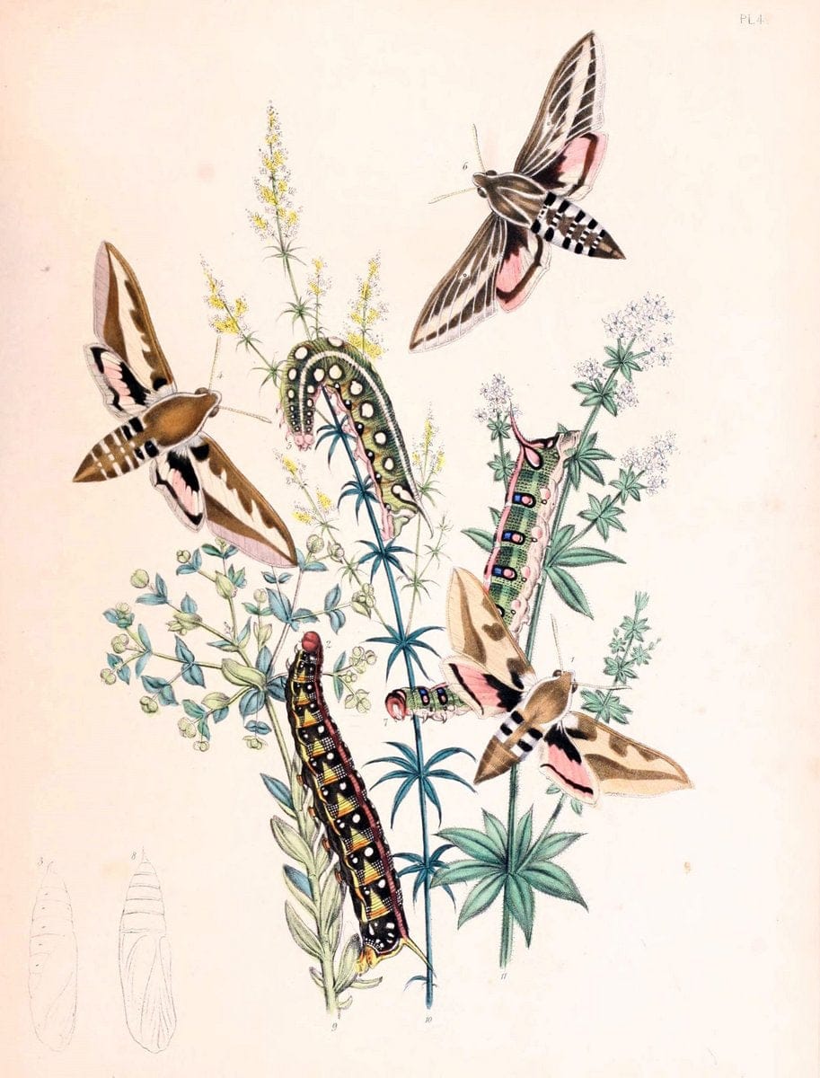 British moths and their transformations. London :W. Smith,1843-45.  | "Great Britain" Moths "University of Illinois Urbana Champaign" | Vintage Print Reproduction 464454