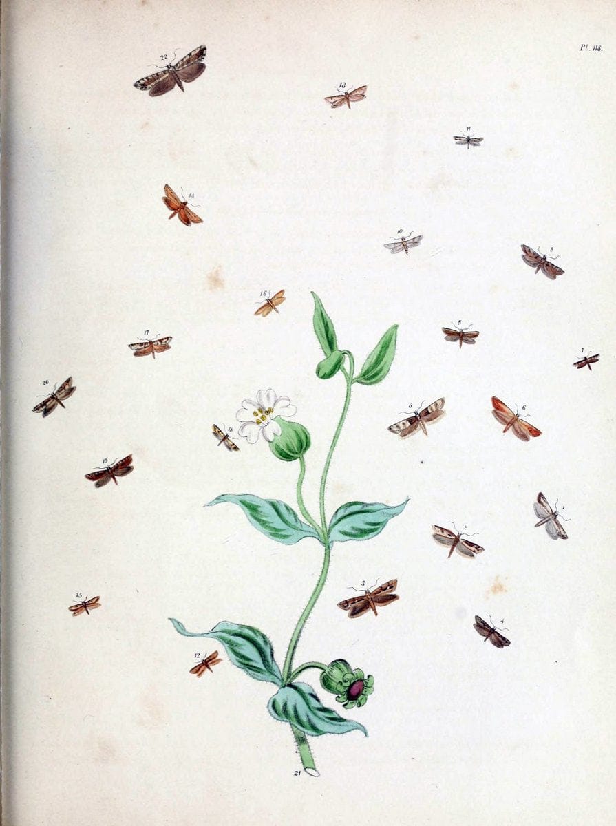 British moths and their transformations. London :W. Smith,1843-45.  | "Great Britain" Moths "University of Illinois Urbana Champaign" | Vintage Print Reproduction 464455