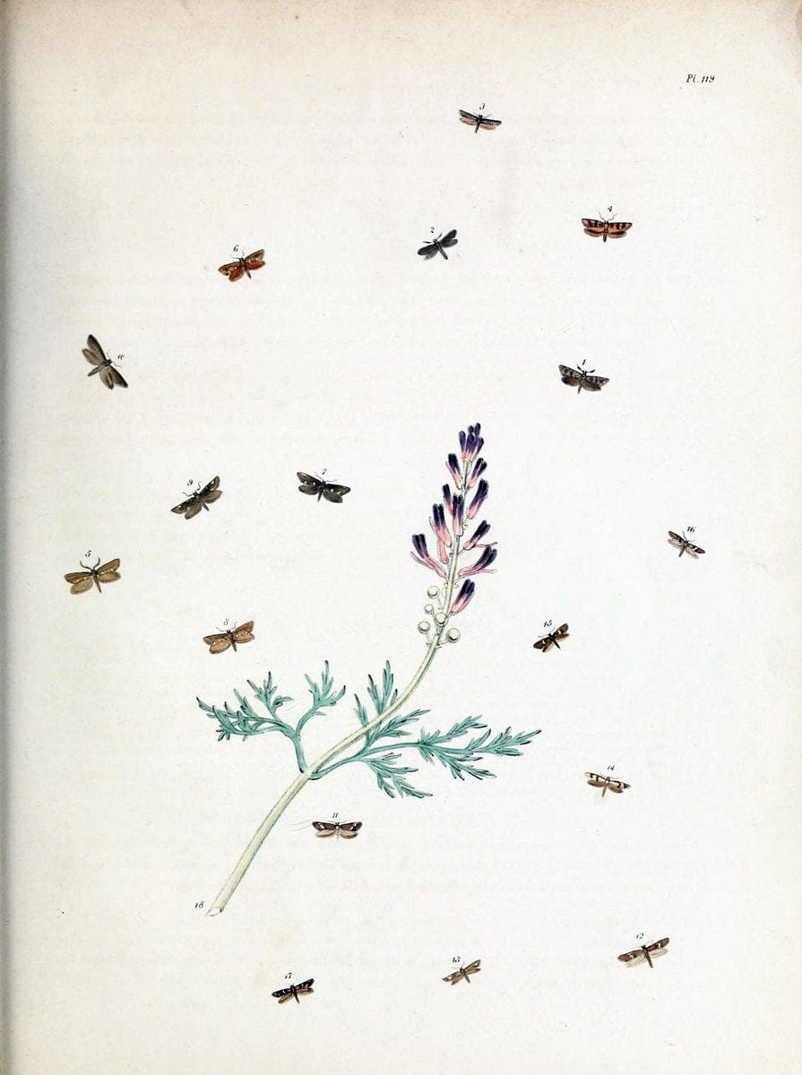 British moths and their transformations. London :W. Smith,1843-45.  | "Great Britain" Moths "University of Illinois Urbana Champaign" | Vintage Print Reproduction 464456