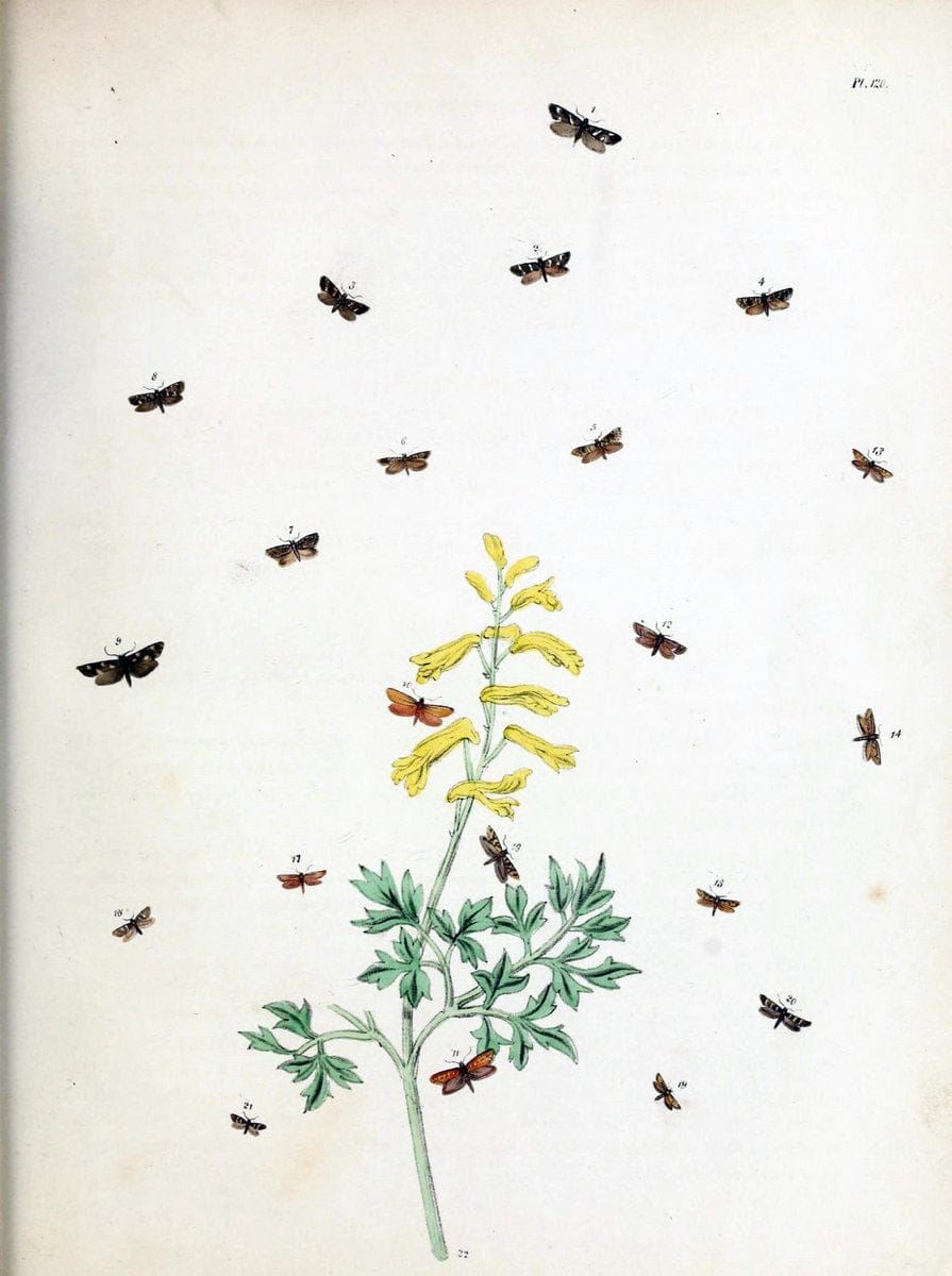 British moths and their transformations. London :W. Smith,1843-45.  | "Great Britain" Moths "University of Illinois Urbana Champaign" | Vintage Print Reproduction 464457