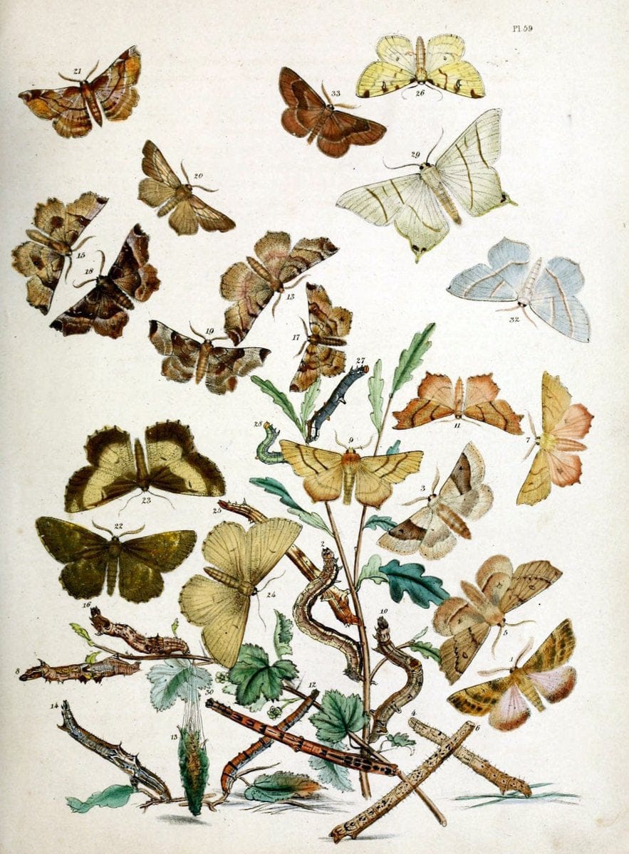 British moths and their transformations. London :W. Smith,1843-45.  | "Great Britain" Moths "University of Illinois Urbana Champaign" | Vintage Print Reproduction 464459