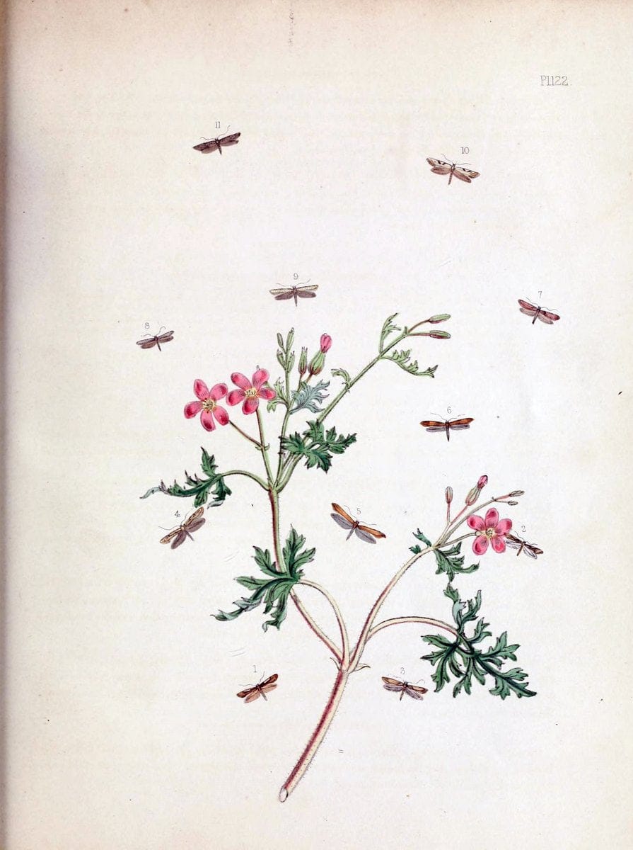 British moths and their transformations. London :W. Smith,1843-45.  | "Great Britain" Moths "University of Illinois Urbana Champaign" | Vintage Print Reproduction 464460