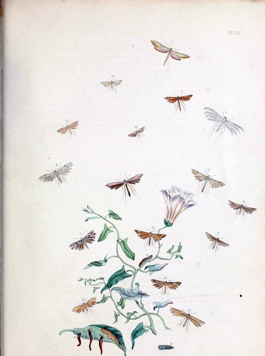 British moths and their transformations. London :W. Smith,1843-45.  | "Great Britain" Moths "University of Illinois Urbana Champaign" | Vintage Print Reproduction 464461