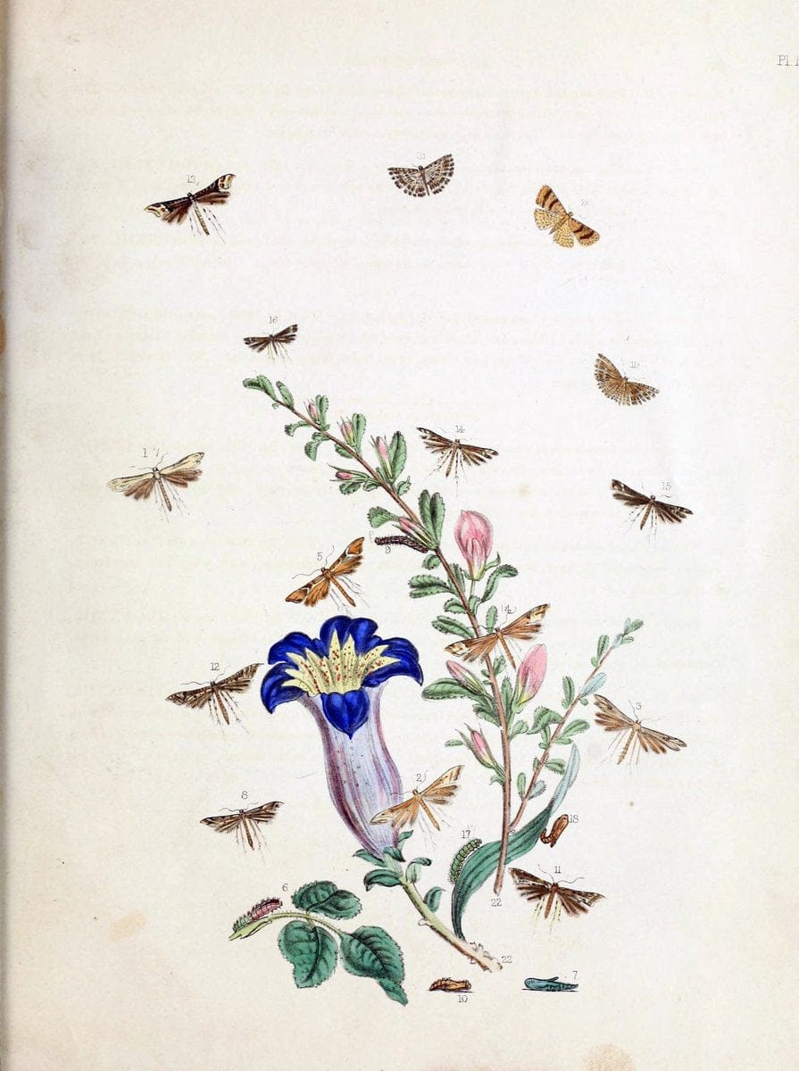 British moths and their transformations. London :W. Smith,1843-45.  | "Great Britain" Moths "University of Illinois Urbana Champaign" | Vintage Print Reproduction 464462