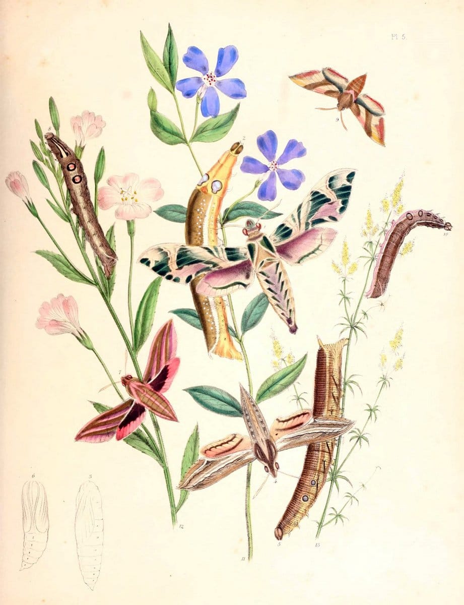 British moths and their transformations. London :W. Smith,1843-45.  | "Great Britain" Moths "University of Illinois Urbana Champaign" | Vintage Print Reproduction 464463