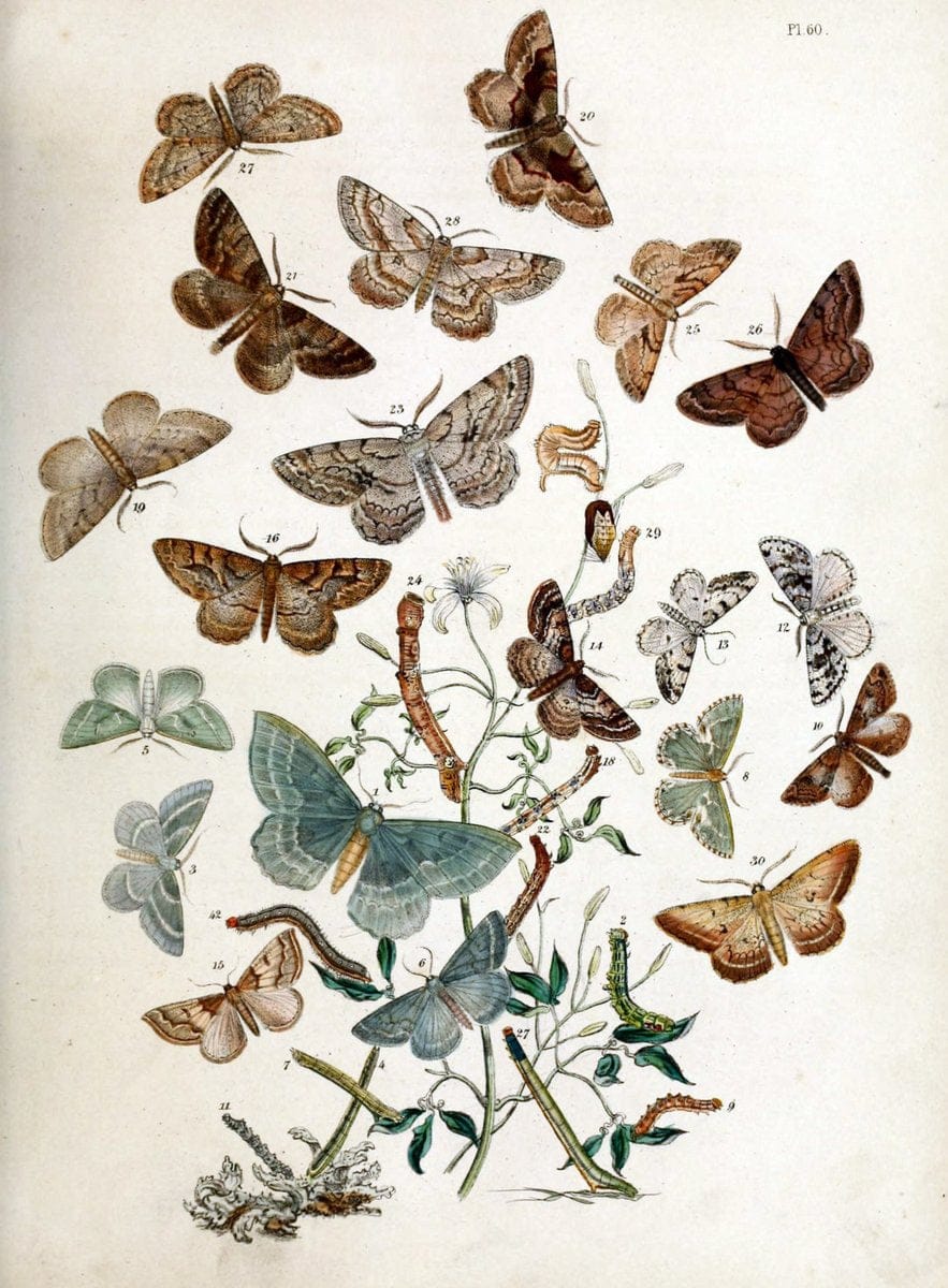 British moths and their transformations. London :W. Smith,1843-45.  | "Great Britain" Moths "University of Illinois Urbana Champaign" | Vintage Print Reproduction 464464