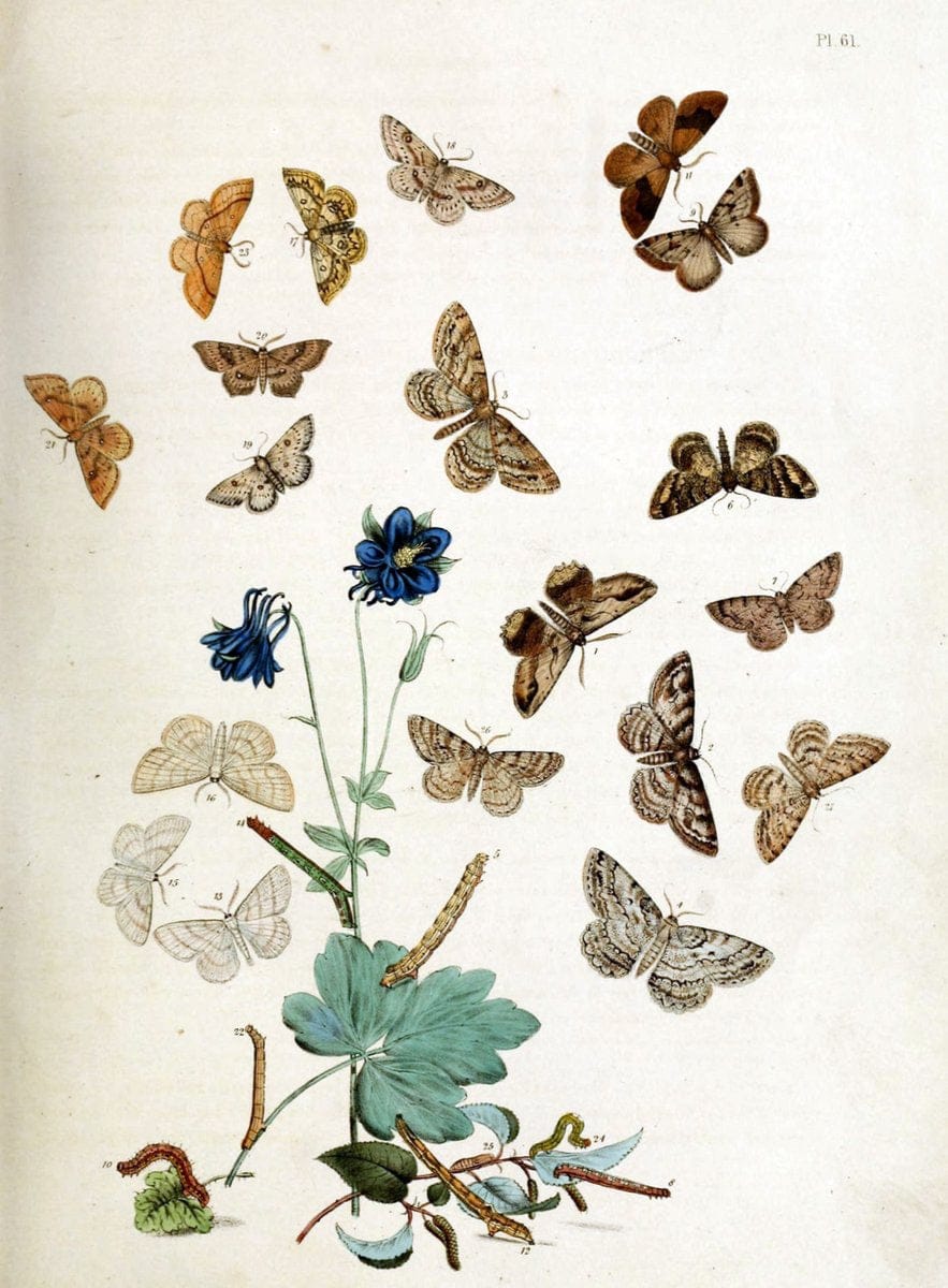 British moths and their transformations. London :W. Smith,1843-45.  | "Great Britain" Moths "University of Illinois Urbana Champaign" | Vintage Print Reproduction 464466