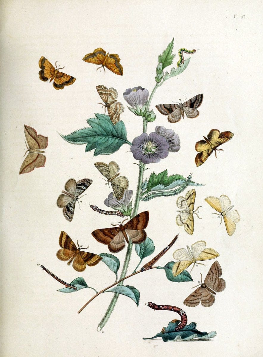 British moths and their transformations. London :W. Smith,1843-45.  | "Great Britain" Moths "University of Illinois Urbana Champaign" | Vintage Print Reproduction 464468