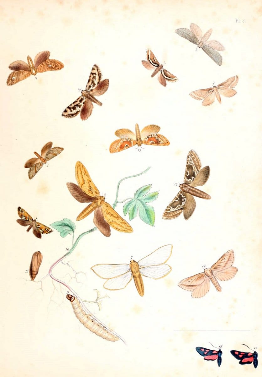 British moths and their transformations. London :W. Smith,1843-45.  | "Great Britain" Moths "University of Illinois Urbana Champaign" | Vintage Print Reproduction 464470