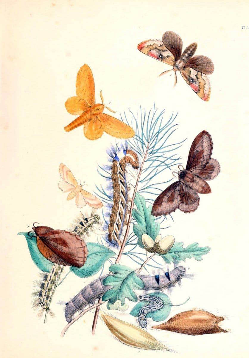 British moths and their transformations. London :W. Smith,1843-45.  | "Great Britain" Moths "University of Illinois Urbana Champaign" | Vintage Print Reproduction 464477