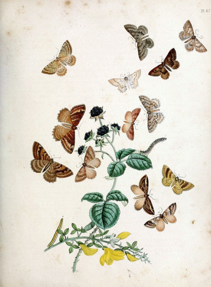 British moths and their transformations. London :W. Smith,1843-45.  | "Great Britain" Moths "University of Illinois Urbana Champaign" | Vintage Print Reproduction 464478