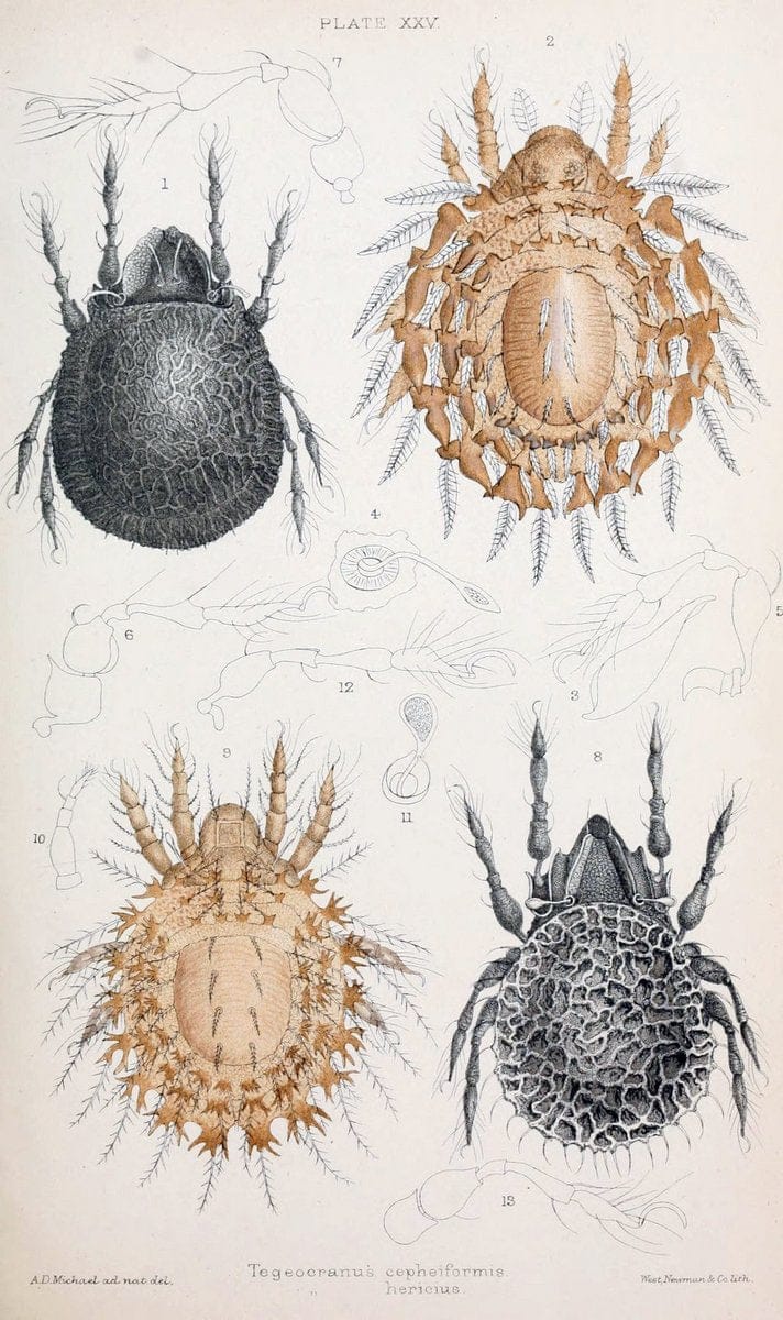 British OribatidÃ¦ /.London :The Ray Society,1884-1888.  | Arachnida "Great Britain" Mites Oribatidae  | Vintage Print Reproduction 464479