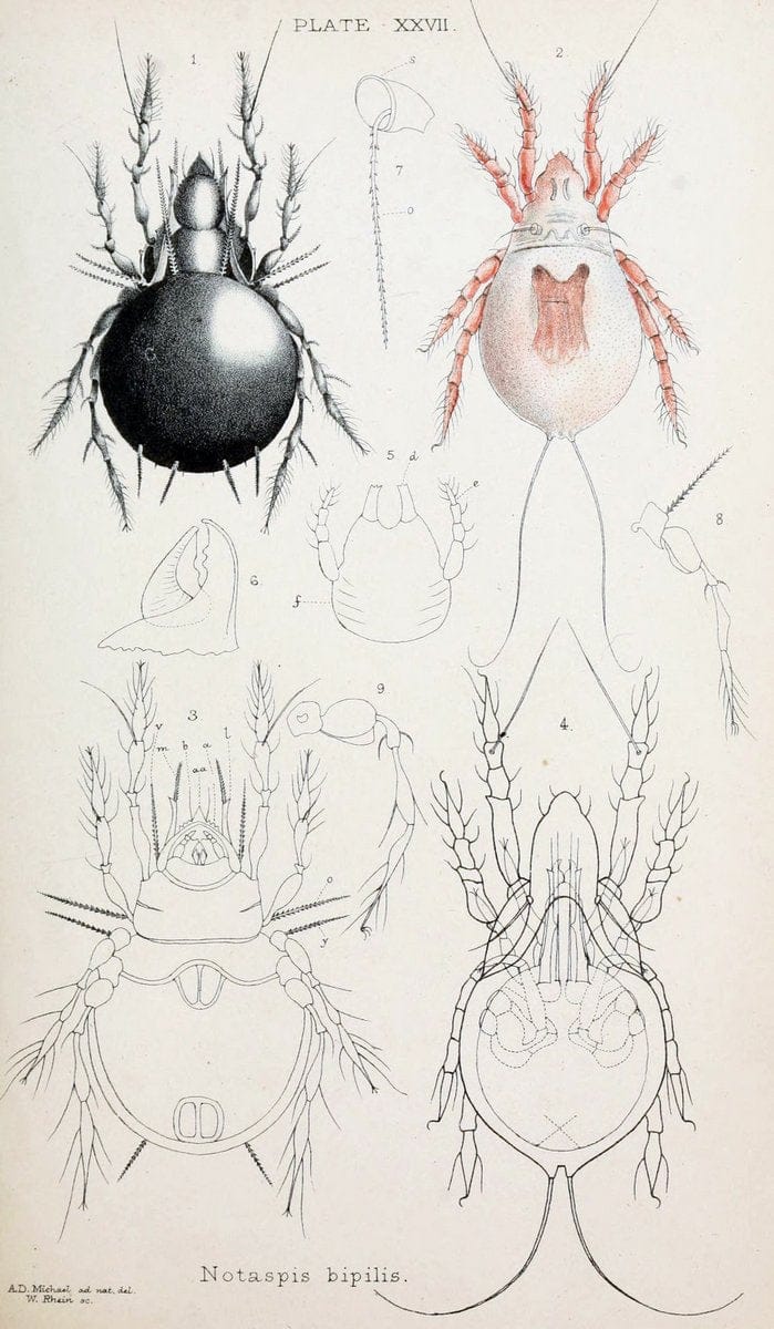 British OribatidÃ¦ /.London :The Ray Society,1884-1888.  | Arachnida "Great Britain" Mites Oribatidae  | Vintage Print Reproduction 464481