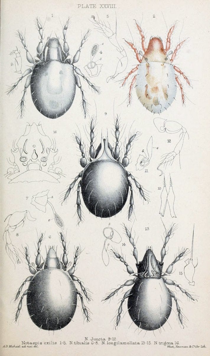 British OribatidÃ¦ /.London :The Ray Society,1884-1888.  | Arachnida "Great Britain" Mites Oribatidae  | Vintage Print Reproduction 464482