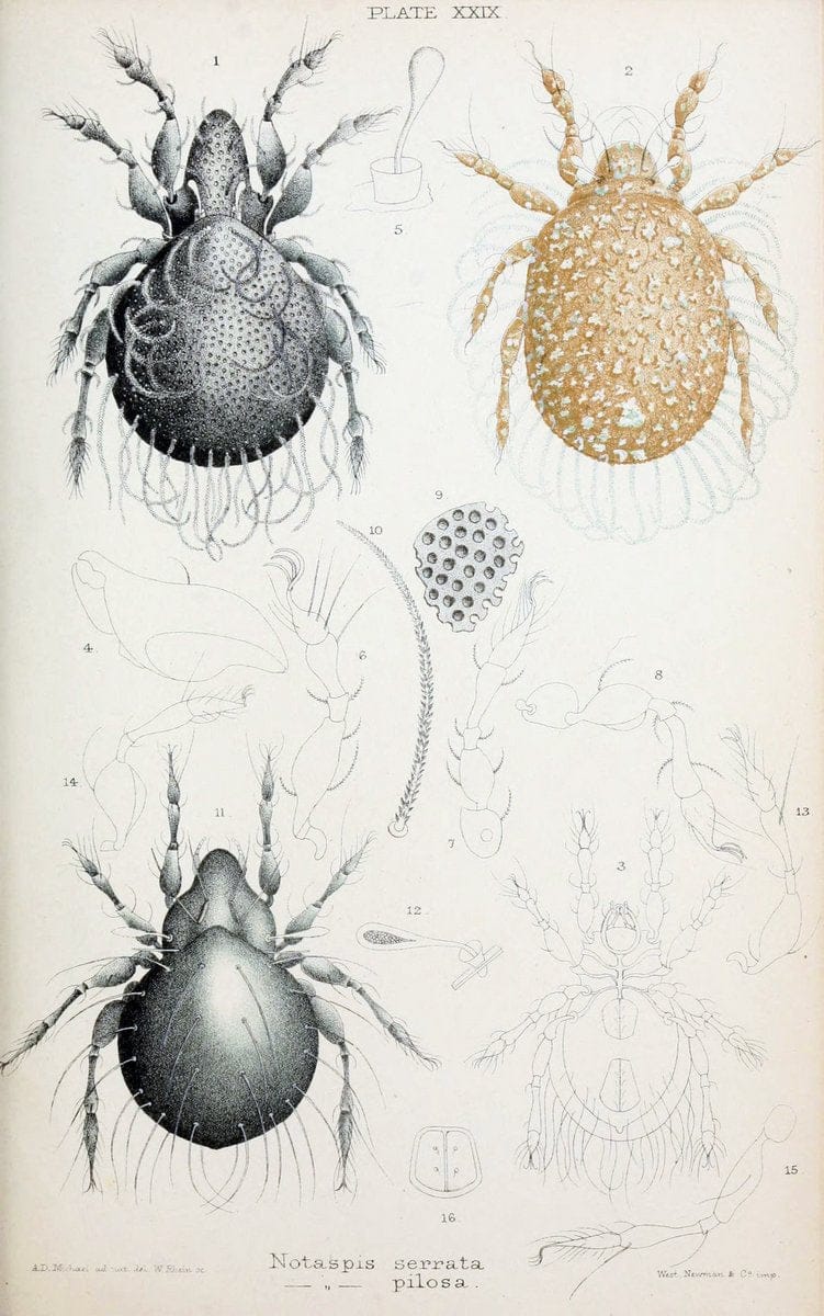 British OribatidÃ¦ /.London :The Ray Society,1884-1888.  | Arachnida "Great Britain" Mites Oribatidae  | Vintage Print Reproduction 464483