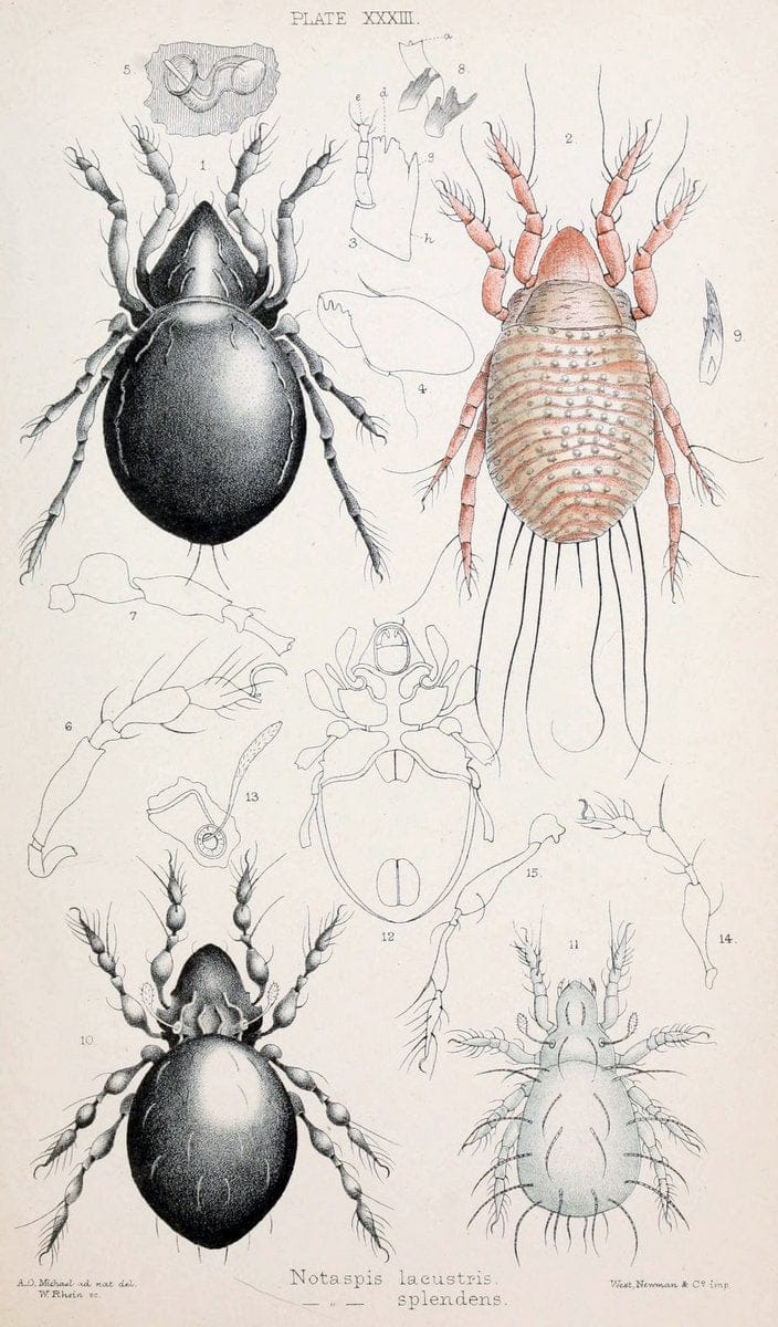 British OribatidÃ¦ /.London :The Ray Society,1884-1888.  | Arachnida "Great Britain" Mites Oribatidae  | Vintage Print Reproduction 464487