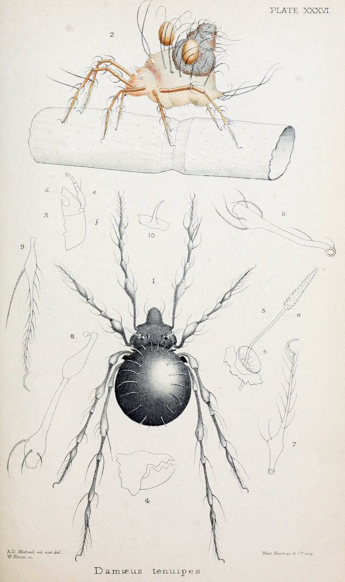 British OribatidÃ¦ /.London :The Ray Society,1884-1888.  | Arachnida "Great Britain" Mites Oribatidae  | Vintage Print Reproduction 464490