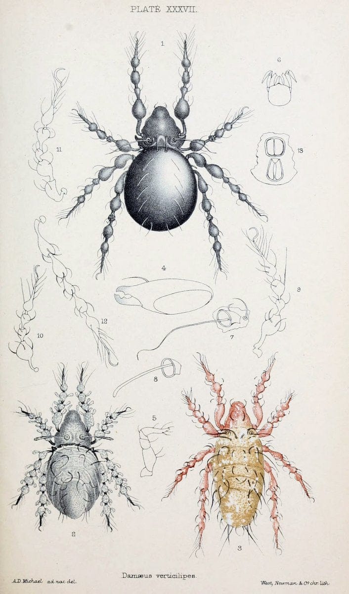 British OribatidÃ¦ /.London :The Ray Society,1884-1888.  | Arachnida "Great Britain" Mites Oribatidae  | Vintage Print Reproduction 464491