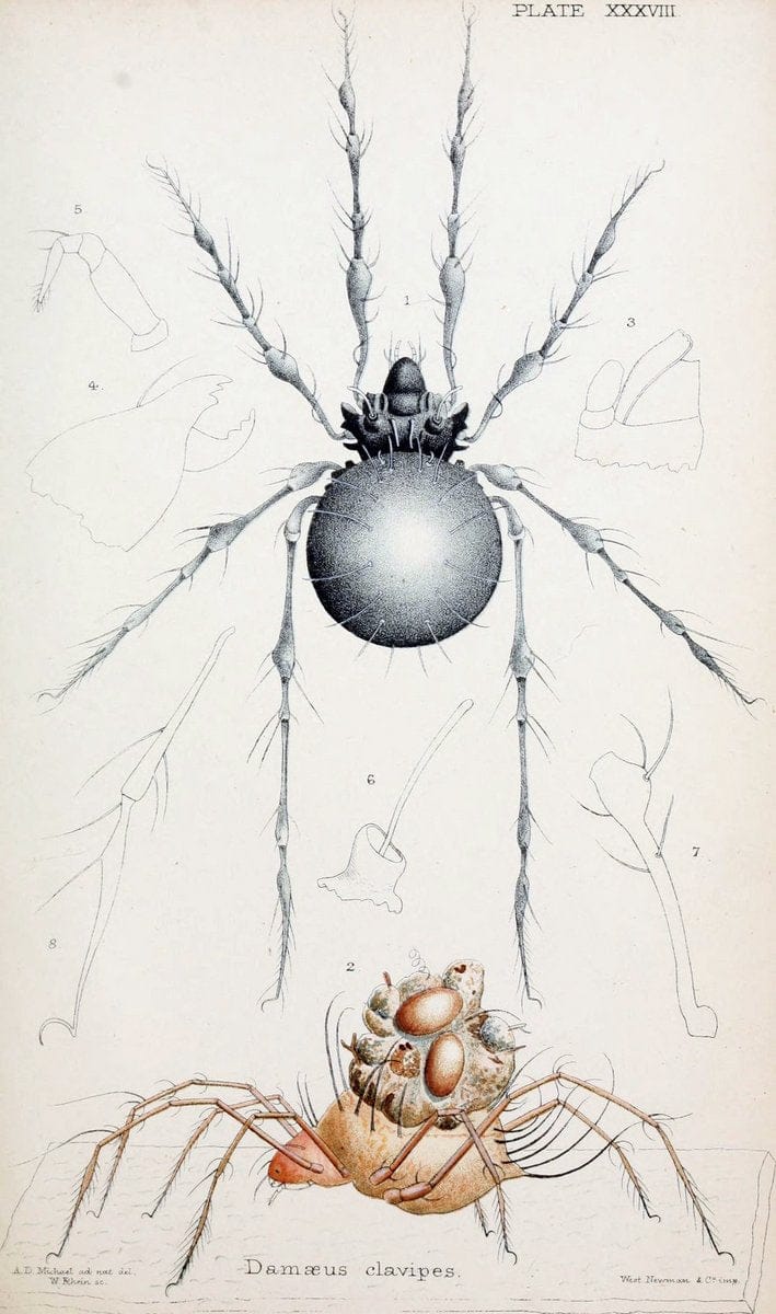 British OribatidÃ¦ /.London :The Ray Society,1884-1888.  | Arachnida "Great Britain" Mites Oribatidae  | Vintage Print Reproduction 464492