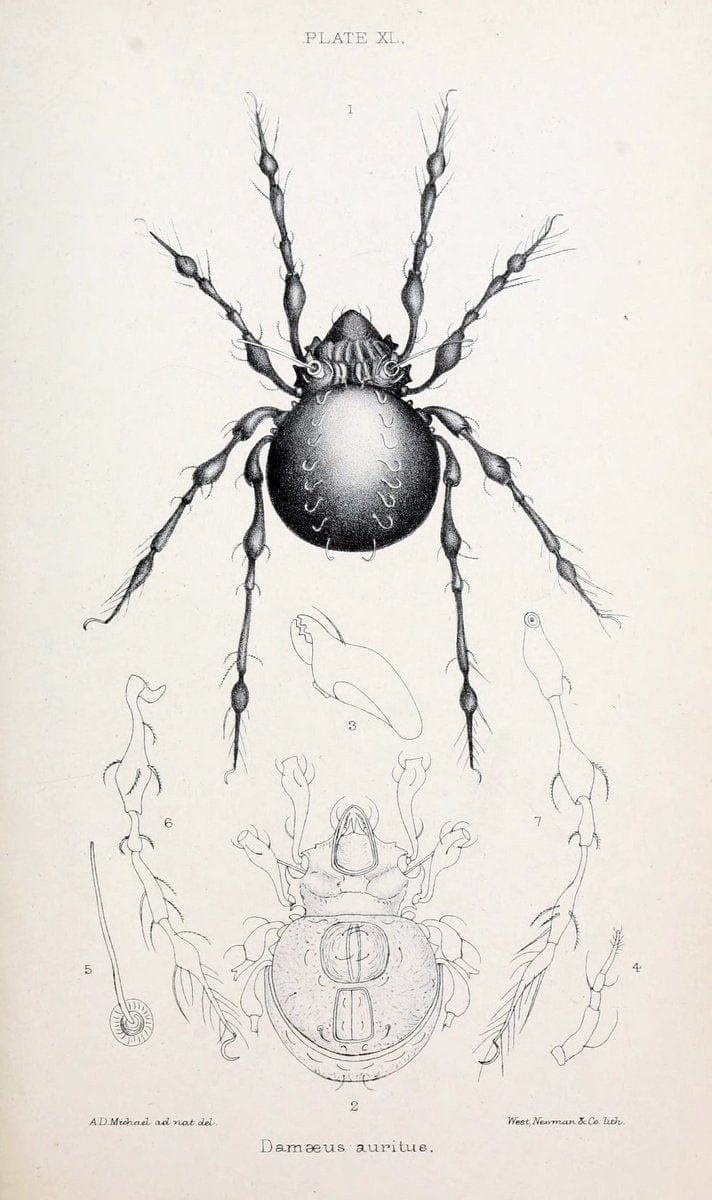 British OribatidÃ¦ /.London :The Ray Society,1884-1888.  | Arachnida "Great Britain" Mites Oribatidae  | Vintage Print Reproduction 464494