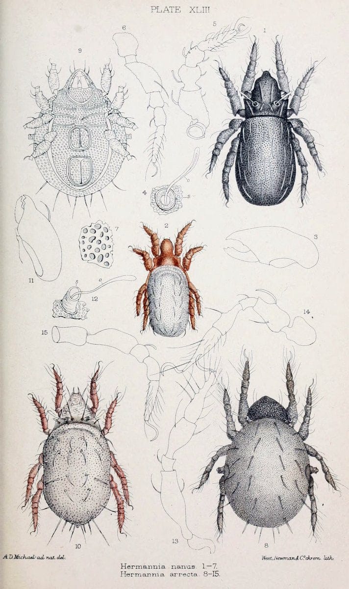 British OribatidÃ¦ /.London :The Ray Society,1884-1888.  | Arachnida "Great Britain" Mites Oribatidae  | Vintage Print Reproduction 464497