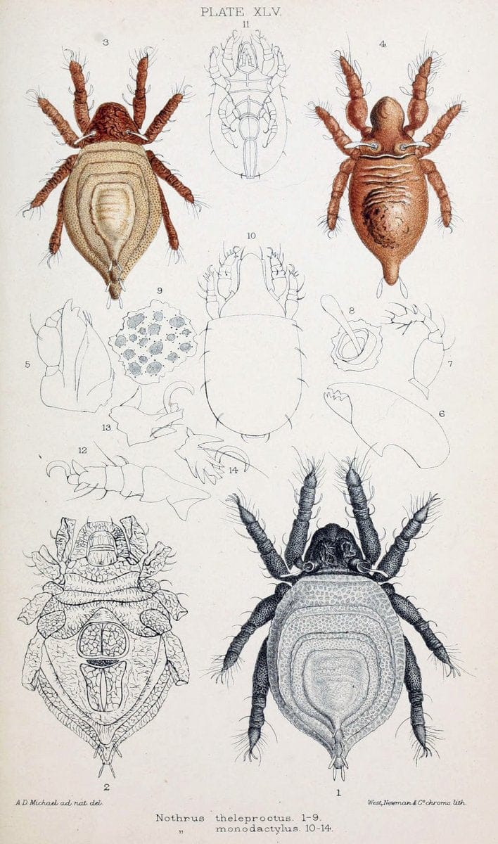 British OribatidÃ¦ /.London :The Ray Society,1884-1888.  | Arachnida "Great Britain" Mites Oribatidae  | Vintage Print Reproduction 464499