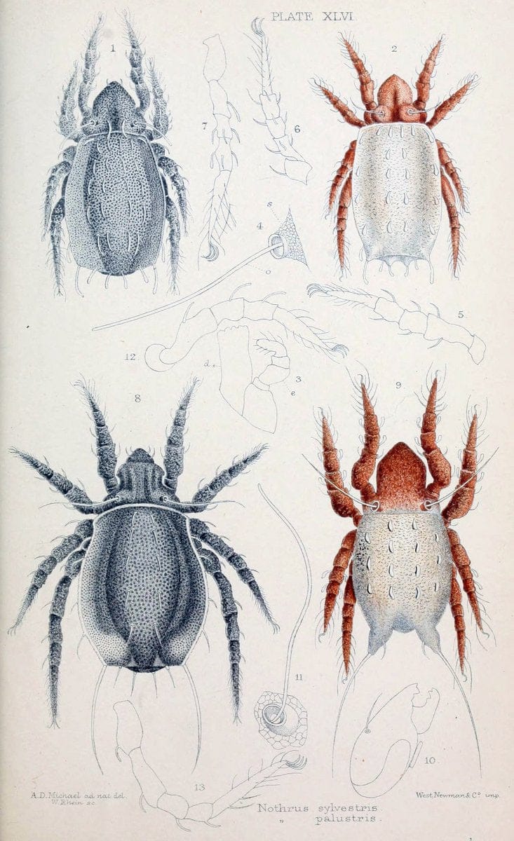 British OribatidÃ¦ /.London :The Ray Society,1884-1888.  | Arachnida "Great Britain" Mites Oribatidae  | Vintage Print Reproduction 464500
