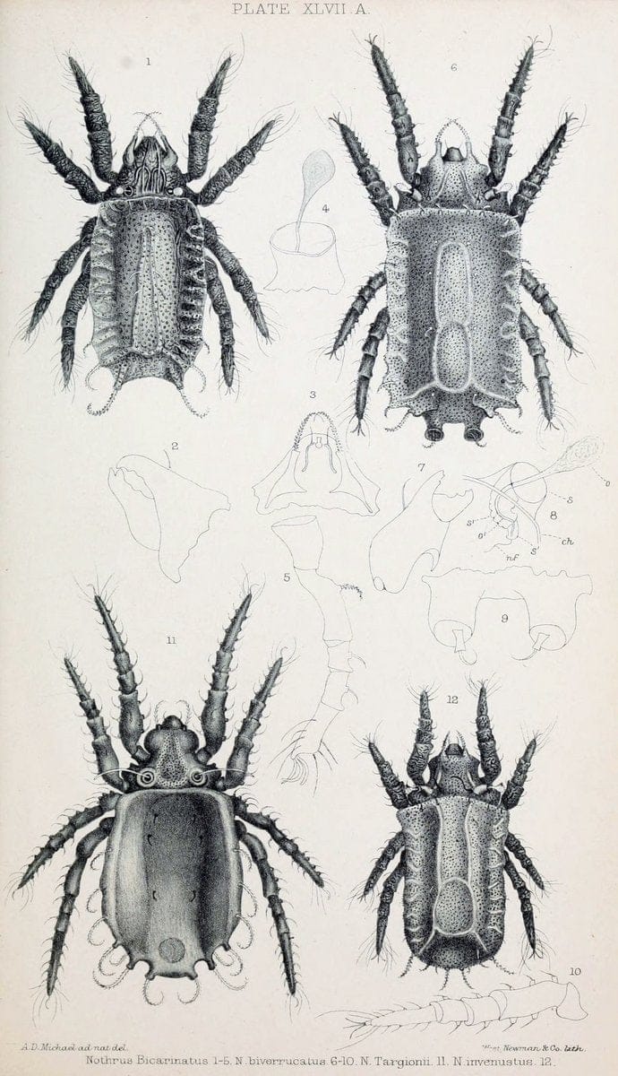 British OribatidÃ¦ /.London :The Ray Society,1884-1888.  | Arachnida "Great Britain" Mites Oribatidae  | Vintage Print Reproduction 464502