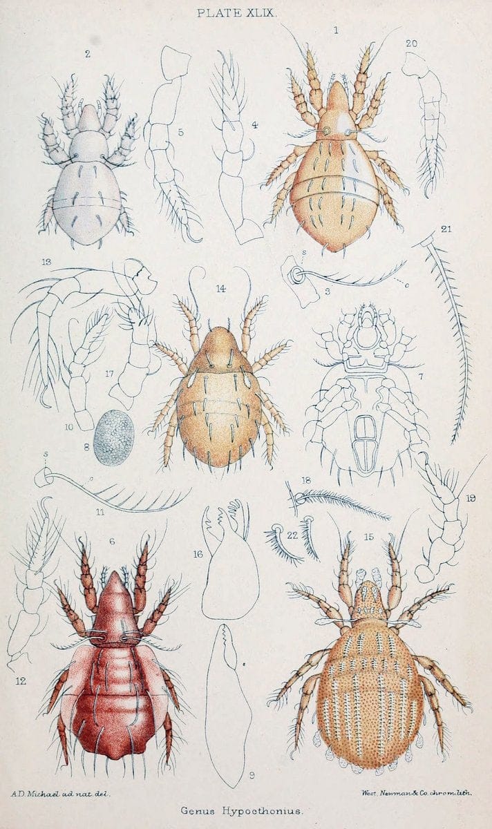 British OribatidÃ¦ /.London :The Ray Society,1884-1888.  | Arachnida "Great Britain" Mites Oribatidae  | Vintage Print Reproduction 464504