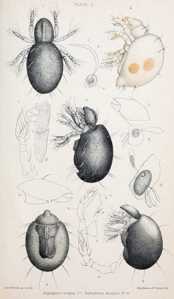 British OribatidÃ¦ /.London :The Ray Society,1884-1888.  | Arachnida "Great Britain" Mites Oribatidae  | Vintage Print Reproduction 464505