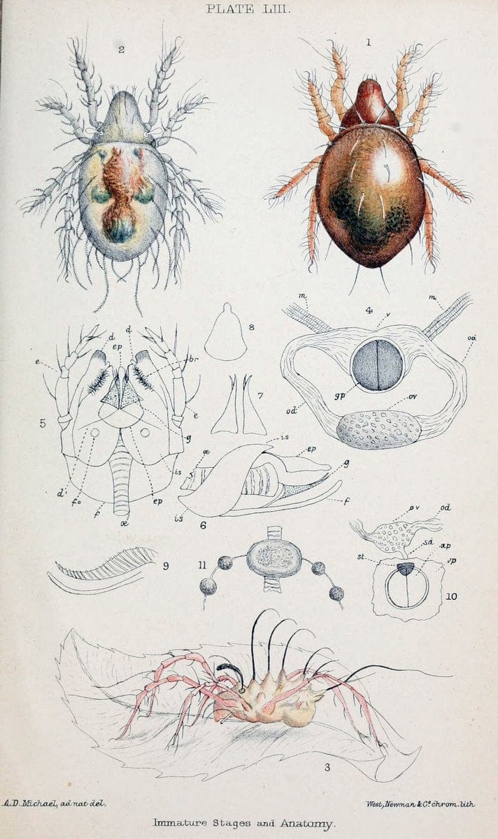 British OribatidÃ¦ /.London :The Ray Society,1884-1888.  | Arachnida "Great Britain" Mites Oribatidae  | Vintage Print Reproduction 464508