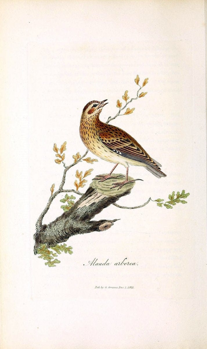 British ornithology :.London :Printed for the author by W. and S. Graves and sold by Sherwood, Neely, and Jones,1821.  | Birds "Great Britain"  | Vintage Print Reproduction 464510