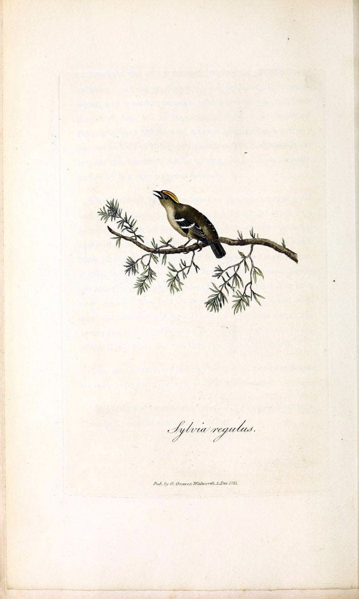 British ornithology :.London :Printed for the author by W. and S. Graves and sold by Sherwood, Neely, and Jones,1821.  | Birds "Great Britain"  | Vintage Print Reproduction 464511