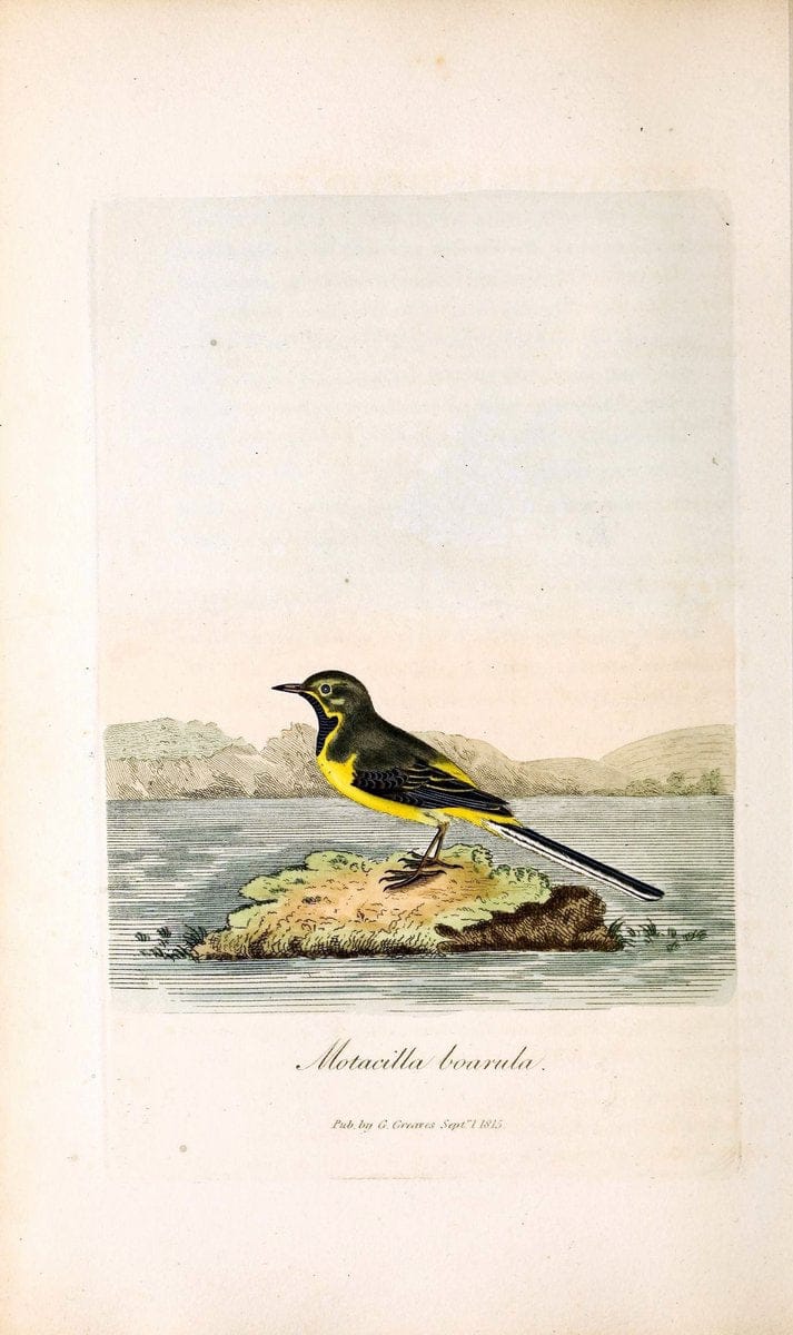 British ornithology :.London :Printed for the author by W. and S. Graves and sold by Sherwood, Neely, and Jones,1821.  | Birds "Great Britain"  | Vintage Print Reproduction 464513