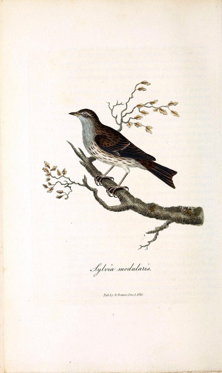 British ornithology :.London :Printed for the author by W. and S. Graves and sold by Sherwood, Neely, and Jones,1821.  | Birds "Great Britain"  | Vintage Print Reproduction 464515