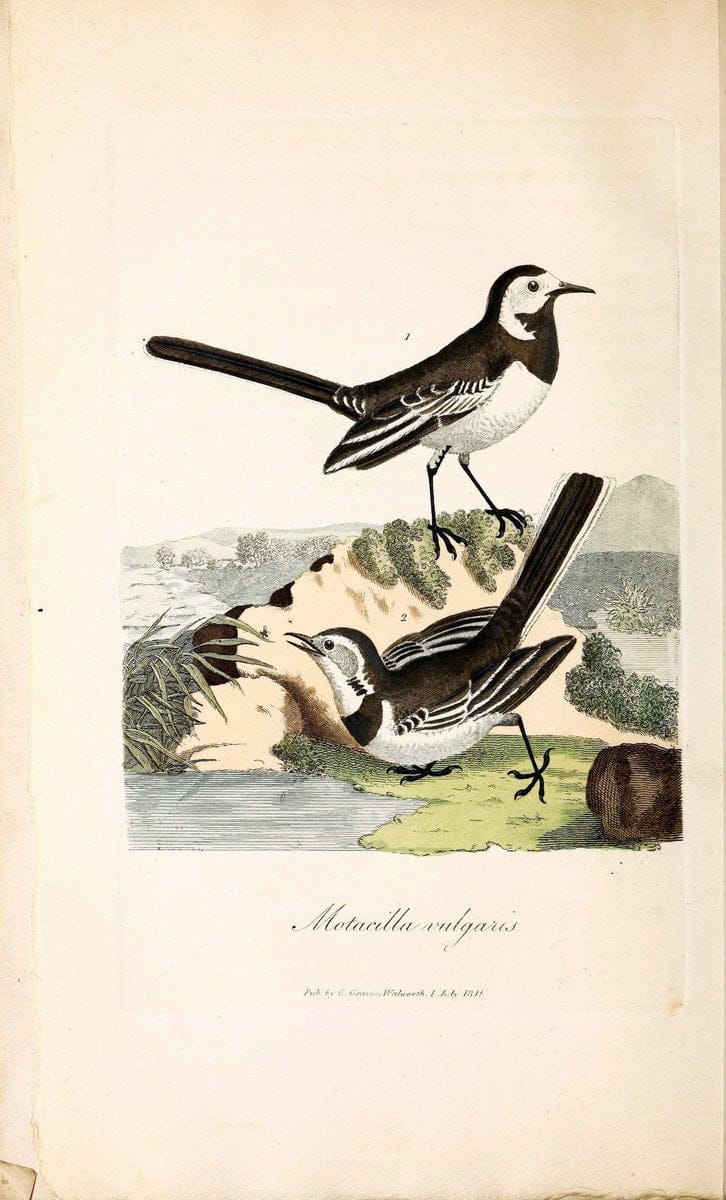British ornithology :.London :Printed for the author by W. and S. Graves and sold by Sherwood, Neely, and Jones,1821.  | Birds "Great Britain"  | Vintage Print Reproduction 464516