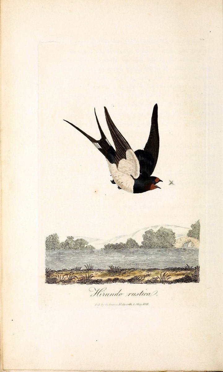British ornithology :.London :Printed for the author by W. and S. Graves and sold by Sherwood, Neely, and Jones,1821.  | Birds "Great Britain"  | Vintage Print Reproduction 464517