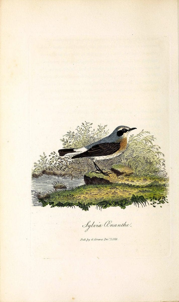 British ornithology :.London :Printed for the author by W. and S. Graves and sold by Sherwood, Neely, and Jones,1821.  | Birds "Great Britain"  | Vintage Print Reproduction 464518