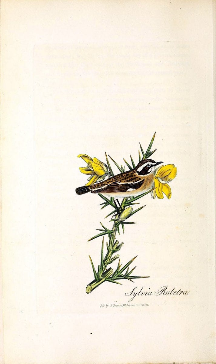 British ornithology :.London :Printed for the author by W. and S. Graves and sold by Sherwood, Neely, and Jones,1821.  | Birds "Great Britain"  | Vintage Print Reproduction 464520