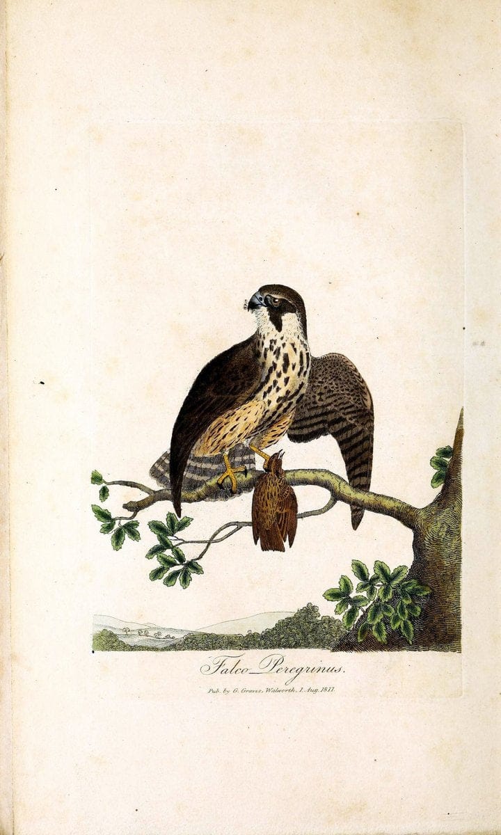 British ornithology :.London :Printed for the author by W. and S. Graves and sold by Sherwood, Neely, and Jones,1821.  | Birds "Great Britain"  | Vintage Print Reproduction 464525
