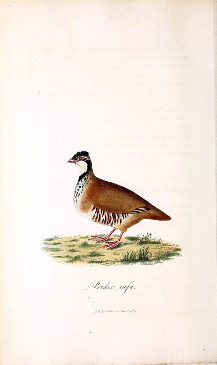 British ornithology :.London :Printed for the author by W. and S. Graves and sold by Sherwood, Neely, and Jones,1821.  | Birds "Great Britain"  | Vintage Print Reproduction 464526