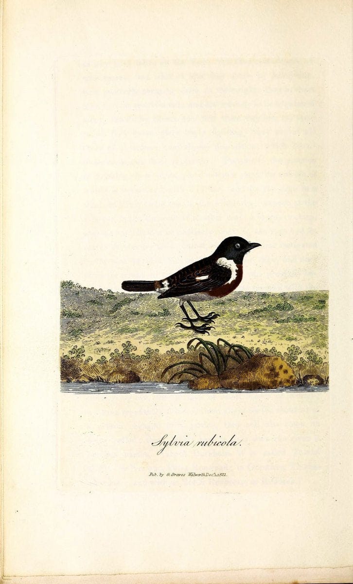 British ornithology :.London :Printed for the author by W. and S. Graves and sold by Sherwood, Neely, and Jones,1821.  | Birds "Great Britain"  | Vintage Print Reproduction 464528