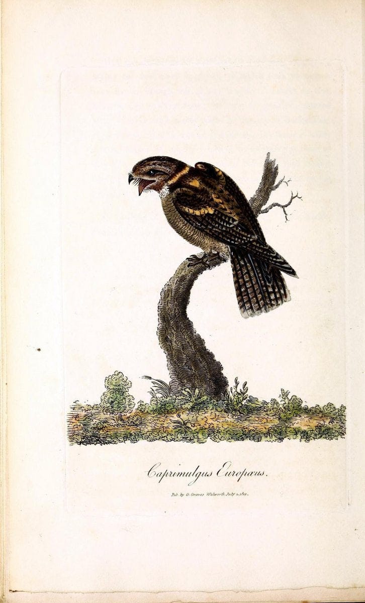 British ornithology :.London :Printed for the author by W. and S. Graves and sold by Sherwood, Neely, and Jones,1821.  | Birds "Great Britain"  | Vintage Print Reproduction 464529