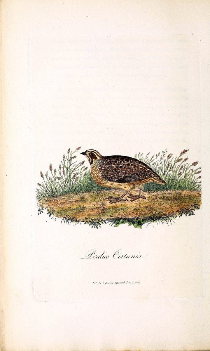British ornithology :.London :Printed for the author by W. and S. Graves and sold by Sherwood, Neely, and Jones,1821.  | Birds "Great Britain"  | Vintage Print Reproduction 464531