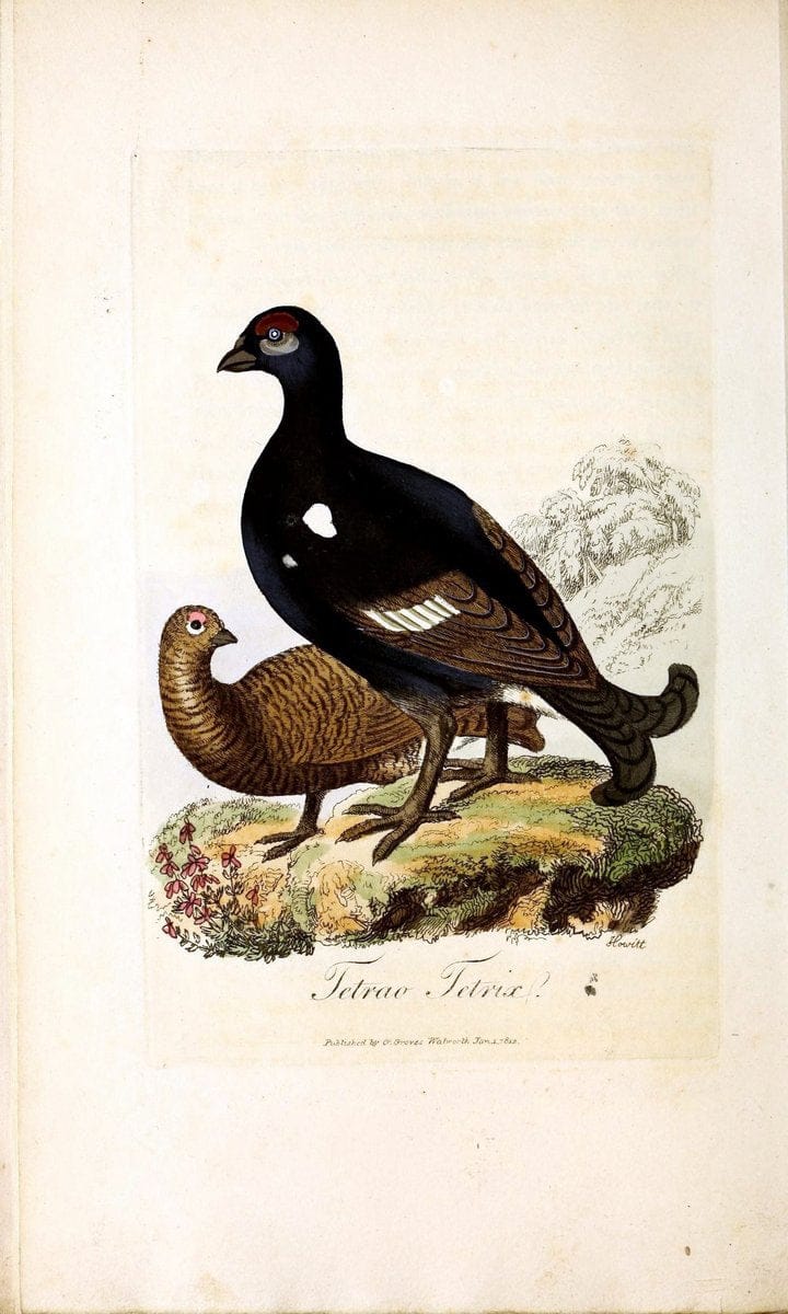 British ornithology :.London :Printed for the author by W. and S. Graves and sold by Sherwood, Neely, and Jones,1821.  | Birds "Great Britain"  | Vintage Print Reproduction 464532