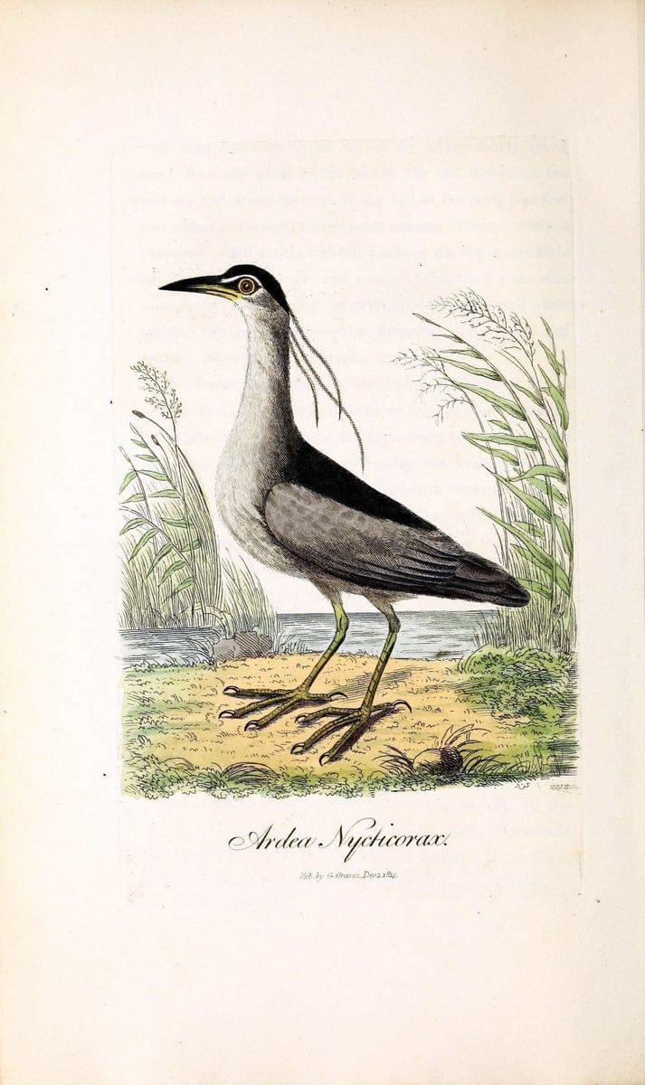 British ornithology :.London :Printed for the author by W. and S. Graves and sold by Sherwood, Neely, and Jones,1821.  | Birds "Great Britain"  | Vintage Print Reproduction 464535