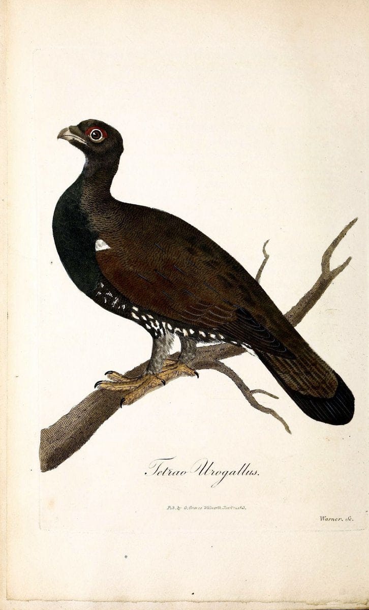 British ornithology :.London :Printed for the author by W. and S. Graves and sold by Sherwood, Neely, and Jones,1821.  | Birds "Great Britain"  | Vintage Print Reproduction 464536