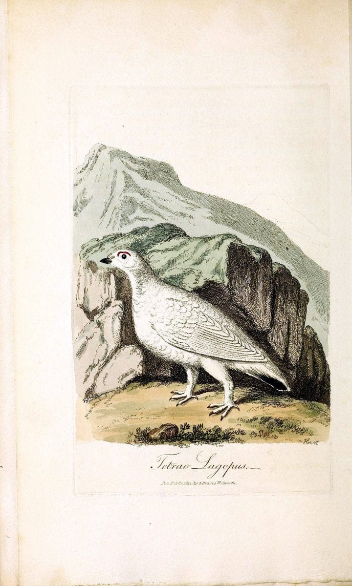 British ornithology :.London :Printed for the author by W. and S. Graves and sold by Sherwood, Neely, and Jones,1821.  | Birds "Great Britain"  | Vintage Print Reproduction 464539